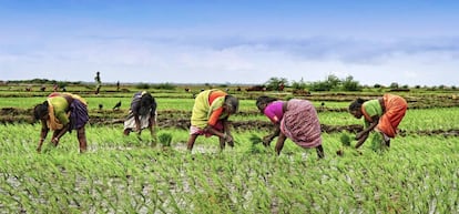 La salud y la ecología se mezclan en una nueva disciplina: la salud planetaria.