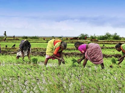 La salud y la ecología se mezclan en una nueva disciplina: la salud planetaria.