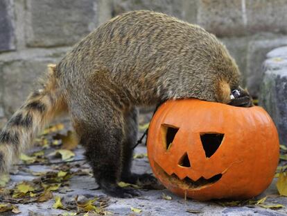 Un coatí mete la cabeza en una calabaza.