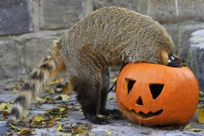 Un coatí mete la cabeza en una calabaza.