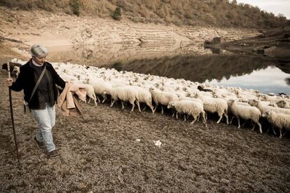Nieves leads her 400 sheep to drink at a local reservoir because of a lack of water at her farm.