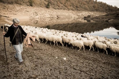 Nieves leads her 400 sheep to drink at a local reservoir because of a lack of water at her farm.