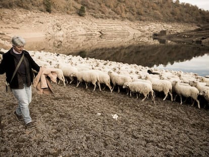 Nieves leads her 400 sheep to drink at a local reservoir because of a lack of water at her farm.