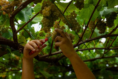 Una persona recoge uvas de una viña durante la época de vendimia, el 8 de septiembre de 2023, en Cambados, Pontevedra.