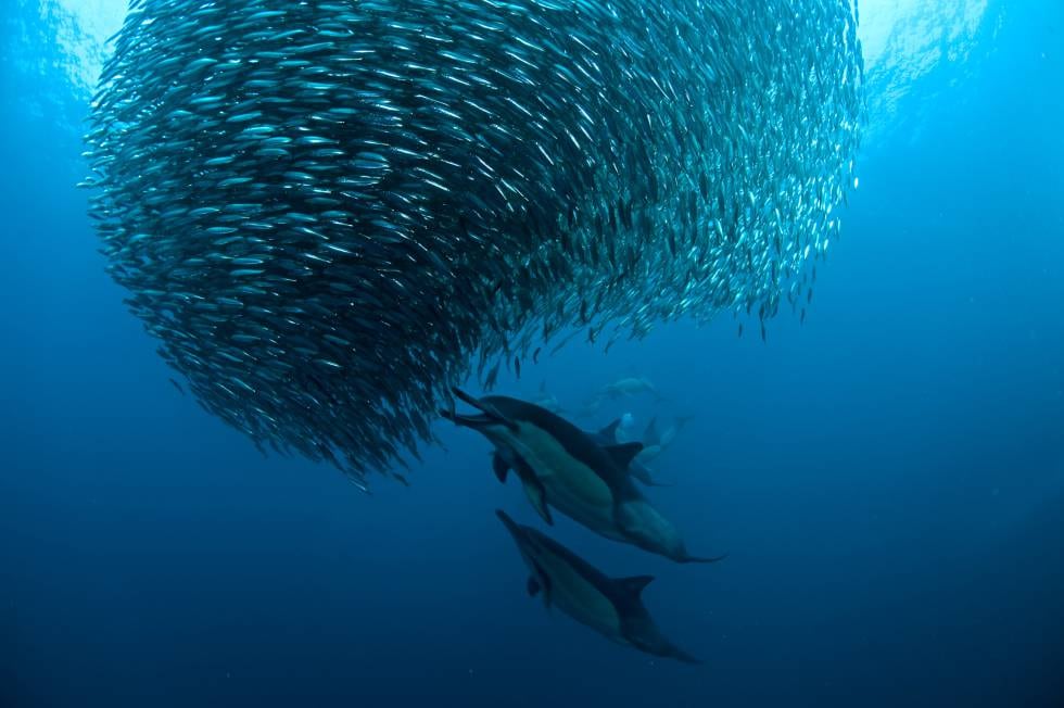 Delfines siguiendo un banco de sardinas.