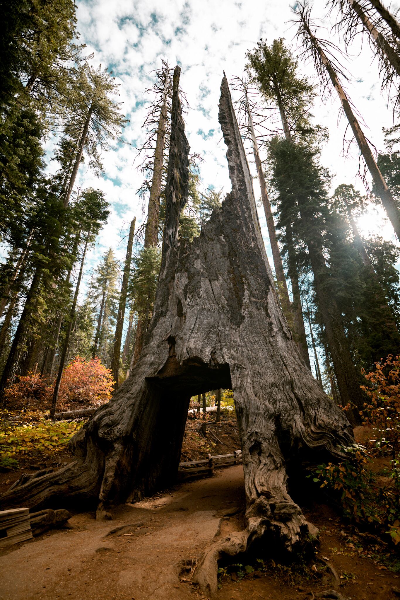 El 'Dead Giant Tunnel Tree', una impresionante secuoya afectada por el fuego en el parque nacional de Yosemite.