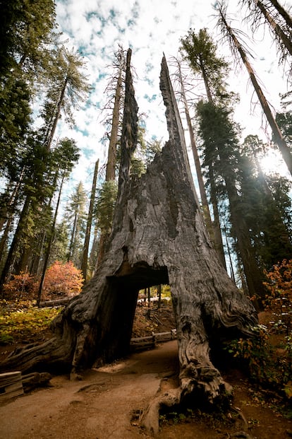 El 'Dead Giant Tunnel Tree', una impresionante secuoya afectada por el fuego en el parque nacional de Yosemite.