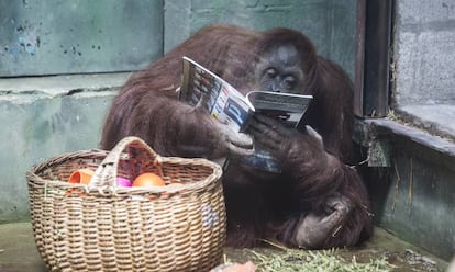 'Sandra' com uma revista ao lado da cesta com sua comida.