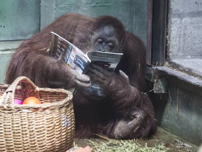 'Sandra' com uma revista ao lado da cesta com sua comida.