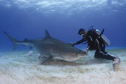 Simón juguetea con un impresionante ejemplar de tiburón tigre en las Bahamas.
