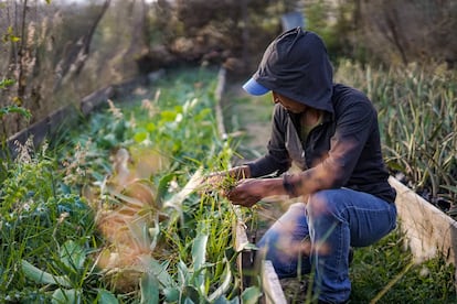 Fabiola Torres siembra agaves, en febrero pasado.