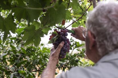 “La parra hace tanta uva que salta hasta la casa del vecino. La recojo para hacer mosto o para comer directamente. Con el resto de frutas hago mermeladas y con las verduras también hago botes de conserva. En el campo yo no echo ningún tipo de abono ni fertilizante y todo funciona perfectamente”, comenta Mora. 