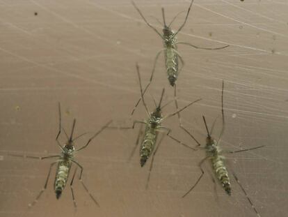 El mosquit 'Aedes aegypti'.