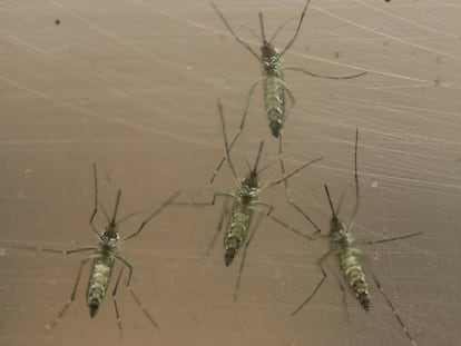 El mosquit 'Aedes aegypti'.