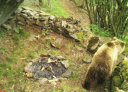 Un	oso	pardo	en	una	recreación	de	hogar	neardental	(Parque	Natural	del	Alt	Pirineu,	Lleida)