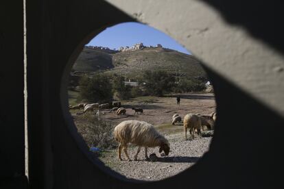 Ovejas pastando cerca del asentamiento israelí de Maale Adumim (Cisjordania). Un ministro palestino ha pedido a la comunidad internacional que castigue a Israel por la nueva ley que propone legalizar los asentamientos ilegales en Cisjordania.