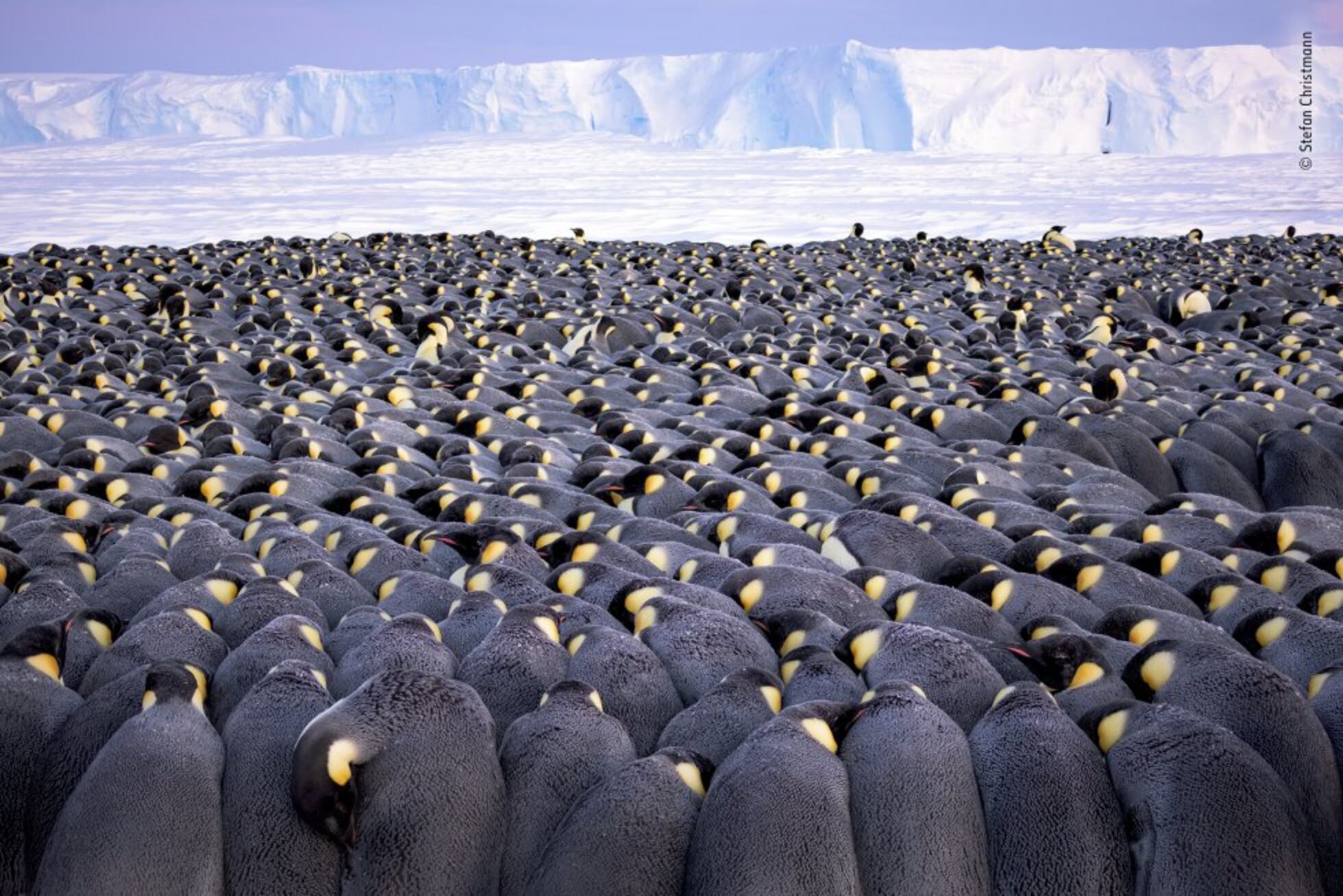 Los ganadores de ‘Wildlife Photographer of the Year’ | Fotos | Los ...