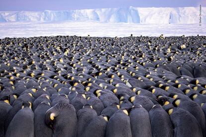 'The huddle' Alemania.