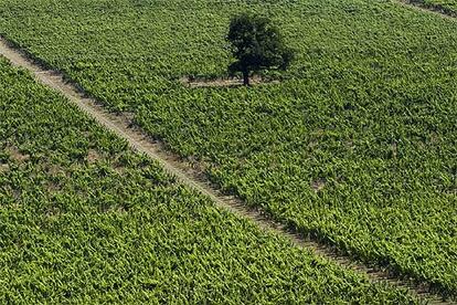 Desde las bodegas Denbies Wine Estate anuncian que este a?o se dar una cosecha histrica en sus vi?edos que se extienden al sur de Inglaterra, en el condado de Surrey.