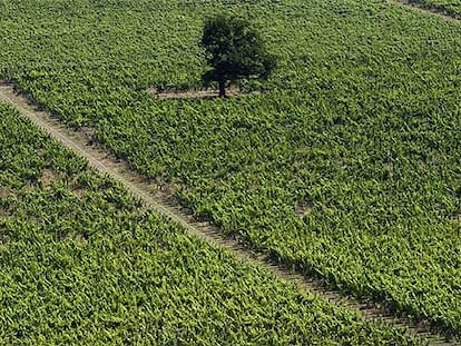 Desde las bodegas Denbies Wine Estate anuncian que este año se dará una cosecha histórica en sus viñedos que se extienden al sur de Inglaterra, en el condado de Surrey.
