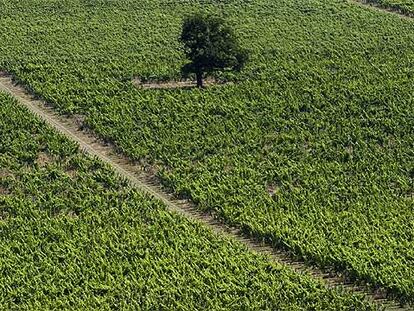 Desde las bodegas Denbies Wine Estate anuncian que este año se dará una cosecha histórica en sus viñedos que se extienden al sur de Inglaterra, en el condado de Surrey.