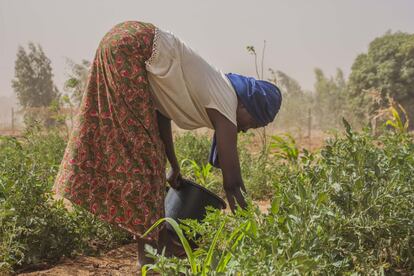 La mayoría de las mujeres dedican una parte de su jornada a trabajar en el huerto y a cultivar distintos tipo de productos según la estación del año. Su venta les proporcionan ingresos para sustentar a la familia y ser autónomas de los maridos. En la imagen, una mujer trabaja en el campo en Goudel-Gorou, Niamey.