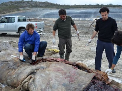 Un investigador abre el vientre del cachalote varado.  