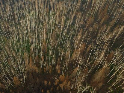 Árboles quemados en Fort Chipewyan, Canadá