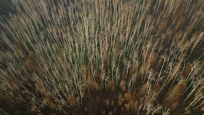 Árboles quemados en Fort Chipewyan, Canadá