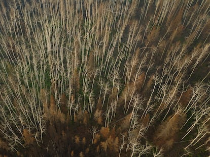 Burnt trees from a forest fire in Fort Chipewyan, Canada; September 3, 2023.