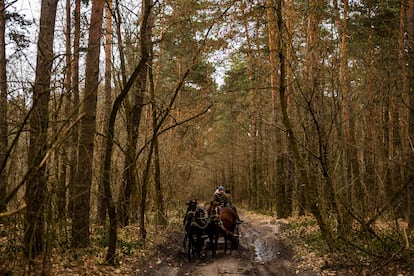 The forest surrounding Zhovkva, where the Nazis rounded up and shot more than 3,000 Jews in March of 1943.