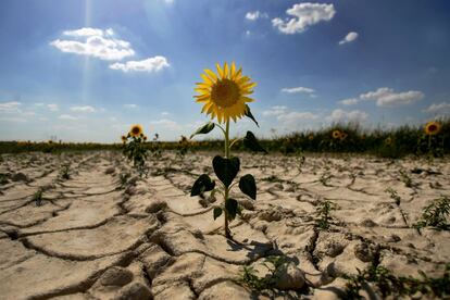 Os estudos científicos assinalam que a mudança climática transformará o regime de incêndios nos próximos anos, provocando fenômenos mais intensos e uma desflorestação maior pela diminuição da capacidade de recuperação dos bosques mediterrâneos. Espanha é propensa aos incêndios florestais em verão devido às altas temperaturas, os fortes ventos e a vegetação seca. No ano passado, os incêndios florestais destruíram umas 150.000 hectares de terra de janeiro a julho, após um dos invernos mais secos que se tenham registrado. Chove um 25% menos que nos anos 50 –de 16 a 12 triliões de litros– ao mesmo tempo que se produz um “ligeiro acréscimo da temperatura média, que passou de cinco graus a mais de oito”.