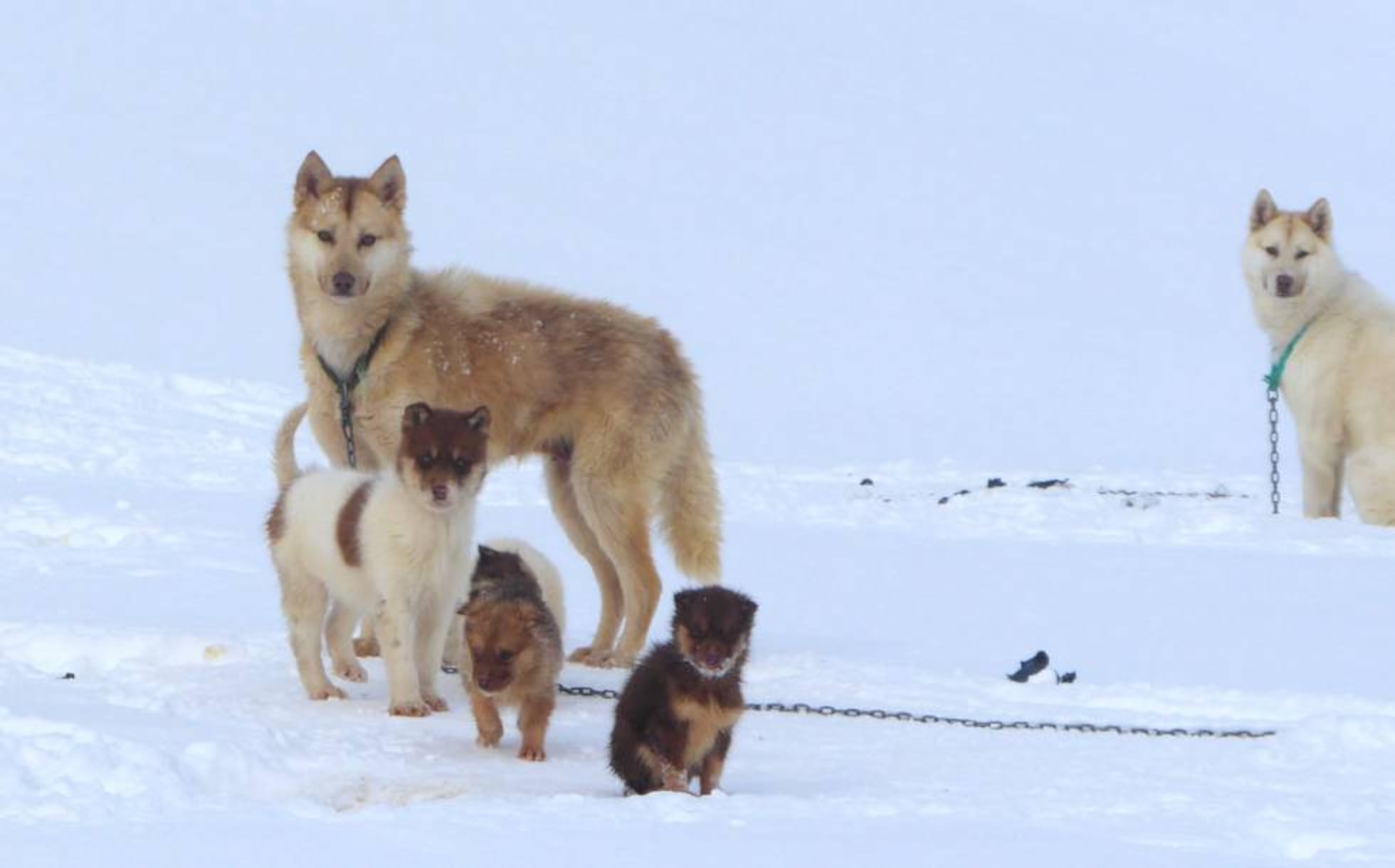 son agresivos los perros inuit del norte