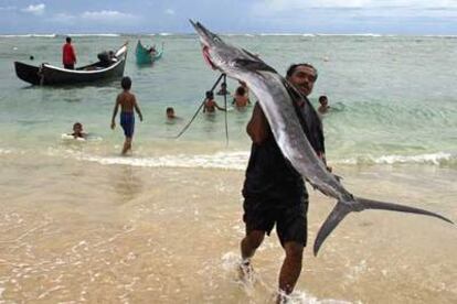 Un hombre acarrea un pez aguja en una playa de Banda Aceh (Indonesia) que resultó afectada por el <i>tsunami.</i>