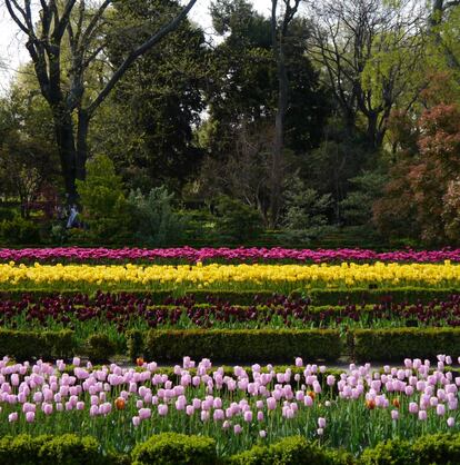 Tulipanes en el Real Jardín Botánico de Madrid. |