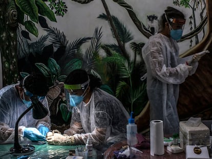 Un equipo de parasitólogos analizan muestras en el centro de investigación del parque de Samauma, en la Amazonia.