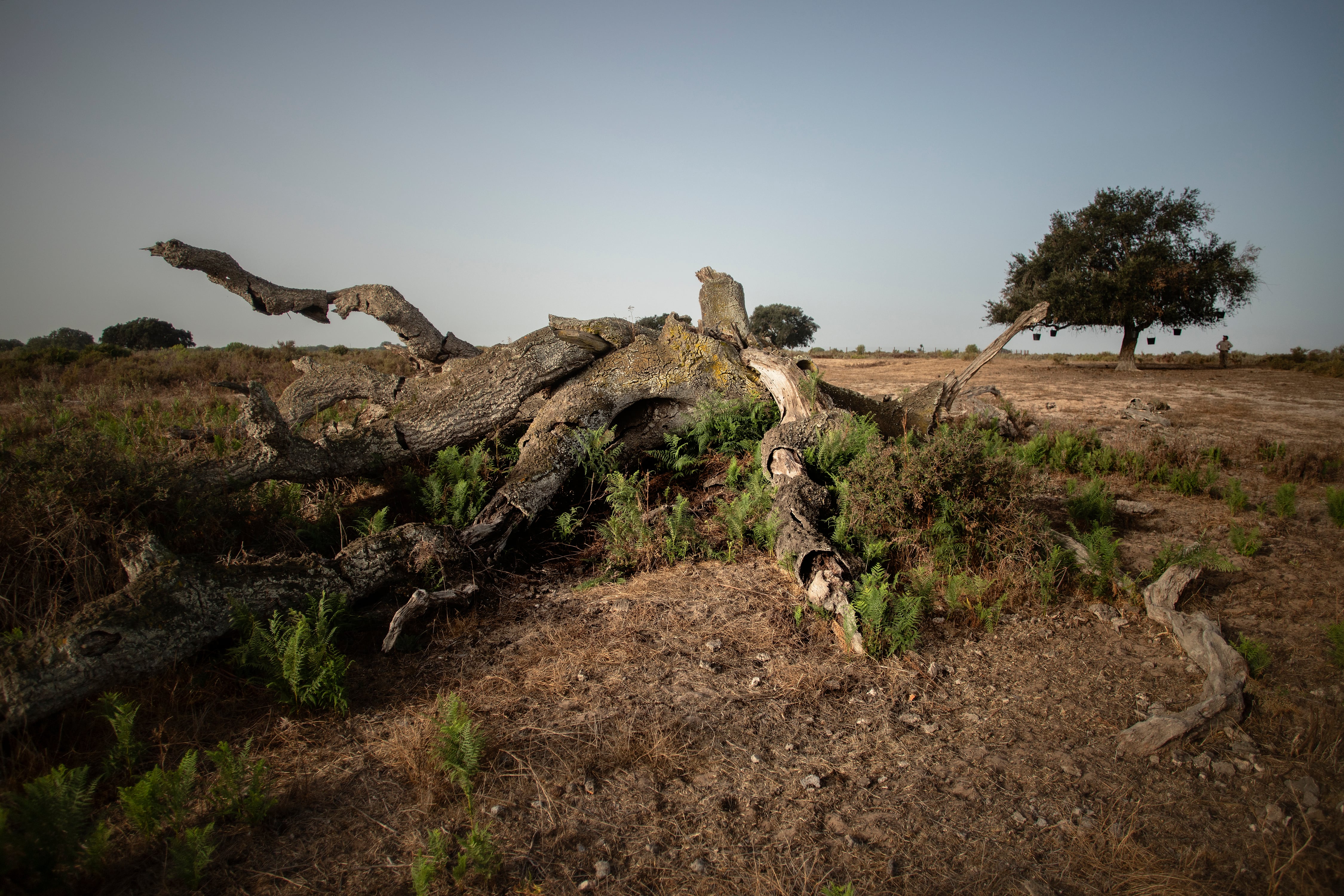 La Junta incumple su plan para proteger el acuífero de Doñana iniciado hace 10 años