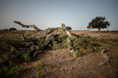 Un ejemplar de alcornoque del Parque Nacional de Doñana, muerto en el suelo en 2022.