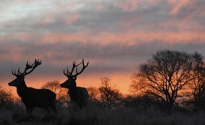 Dos ciervos son vistos en la madrugada, en el parque de Richmond (Inglaterra).