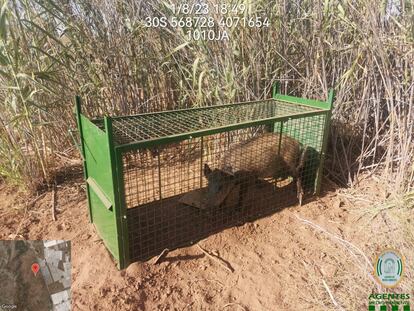 Jabalí capturado en Andalucía, en una imagen difundida por la Junta.