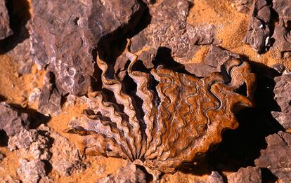 Fósiles marinos en Ammonites Hills.