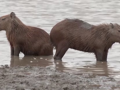 Dos capibaras se refrescan en una de las lagunas de Hato La Aurora, en Casanare (Colombia) el 15 de abril 2023.