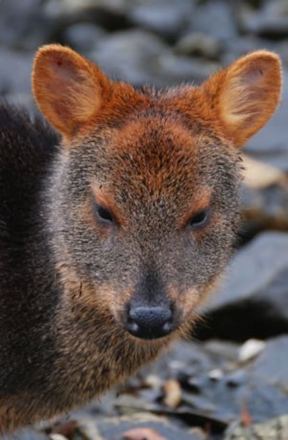 El pudú es el cérvido más pequeño del mundo.