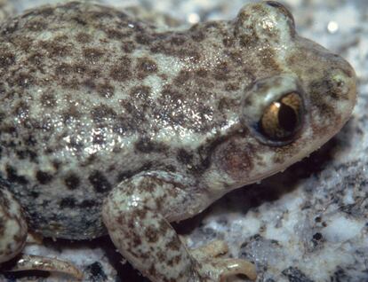 Ejemplar sano de sapo partero 'Alytes obstetricans'.