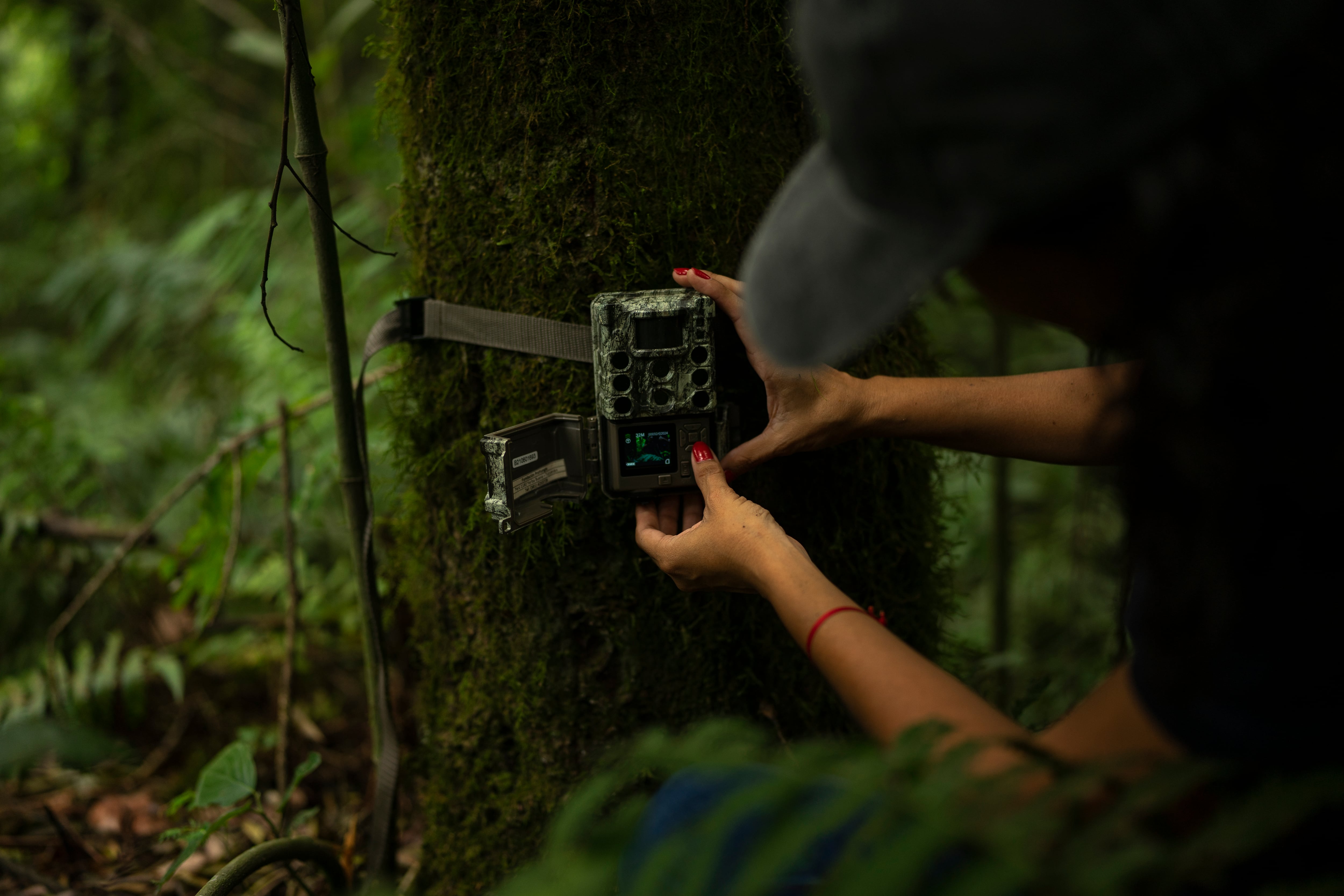 Carla Cárdenas, bióloga de ProYungas, coloca cámaras trampas en distintos lugares de la selva.  