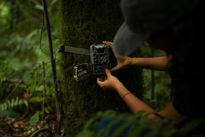 Carla Cárdenas, bióloga de ProYungas, coloca cámaras trampas en distintos lugares de la selva.  