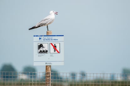 Una gaviota de Audouin posada sobre un cartel en el delta del Ebro (Tarragona).