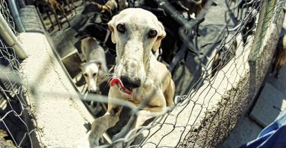 Albergue para galgos abandonados en Navalcarnero