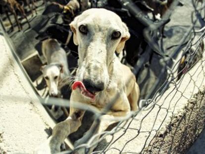 Albergue para galgos abandonados en Navalcarnero