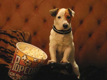 Pancho y otros perros que han hecho historia en el cine